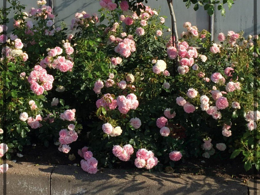 Larissa róża okrywowa